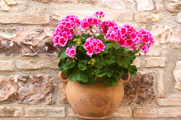 istock Italy: Pretty Pink Geraniums in Terracotta Pot on Stone Wall 694408748