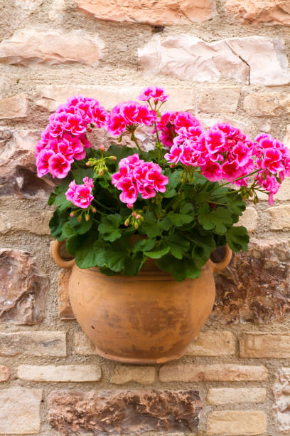 Italy: Pretty Pink Geraniums in Terracotta Pot on Stone Wall