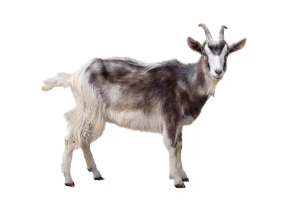Motley goat isolated on white background