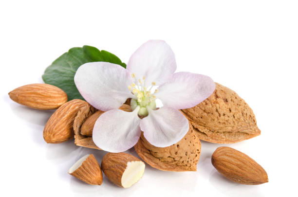 Paradise flower with almond nuts stock photo