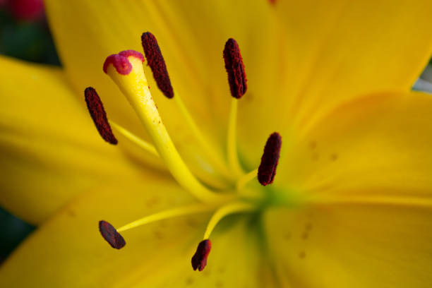 istock Yellow Lily Macro Photography 694409976