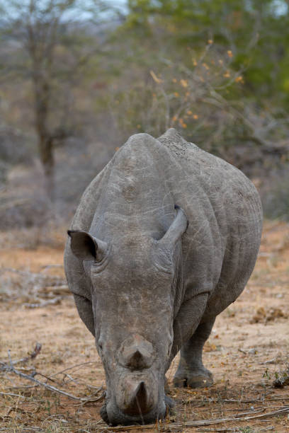 istock rhino walking free in savannah 694412612