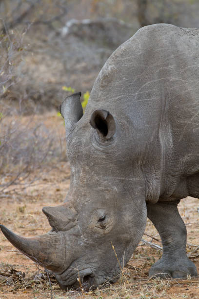 istock rhino walking free in savannah 694412730