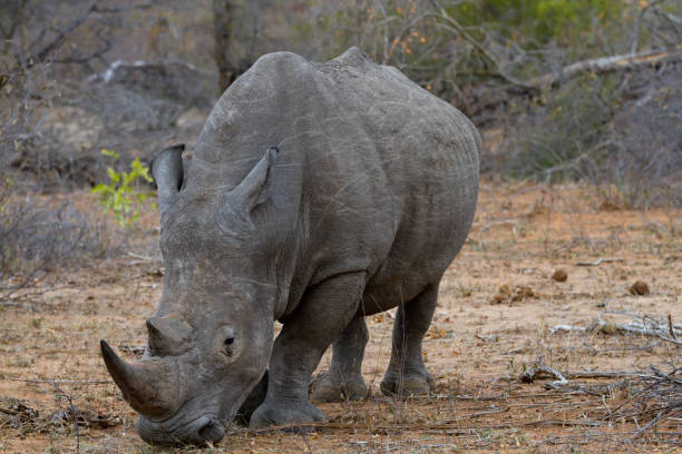 istock rhino walking free in savannah 694412844
