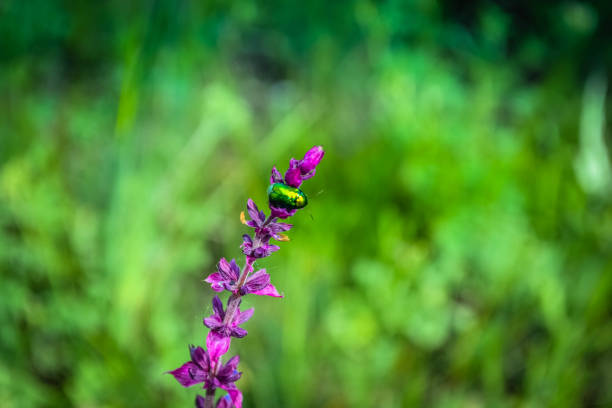 Green beetle on a purple flower and grass