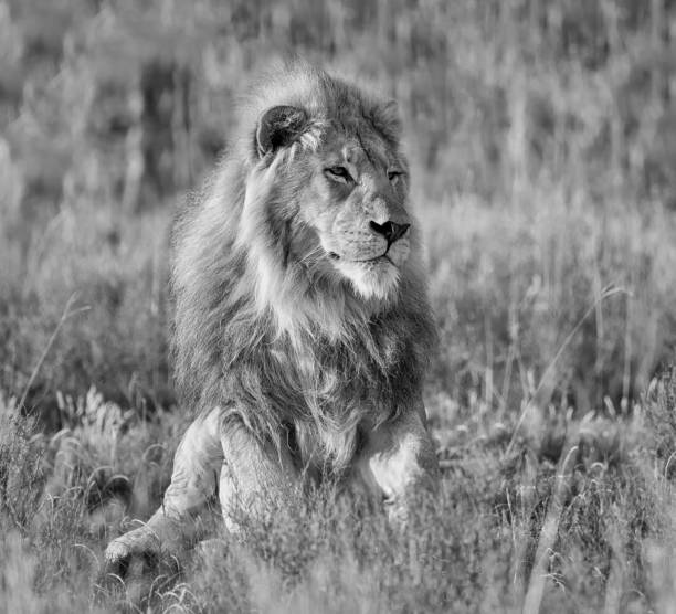istock Male Lion At Sunrise 694413218