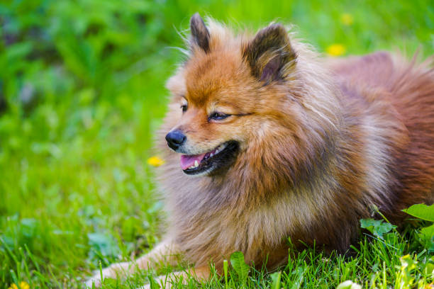 istock small German Spitz dog on summer lawn 694415454