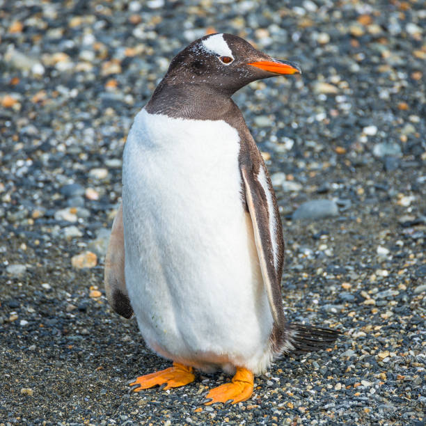 istock Gentoo penguins colony at Beagle Channel in Patagonia 694415536