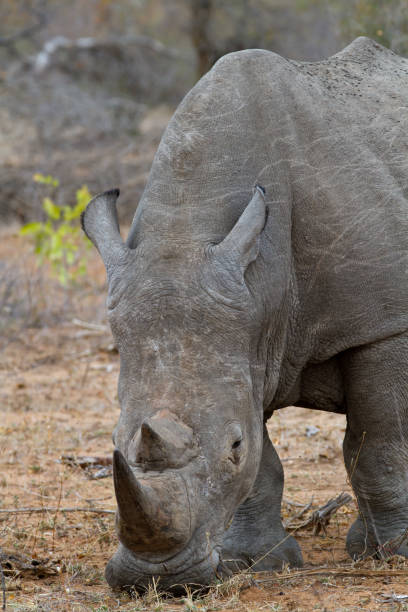 istock rhino walking free in savannah 694415636