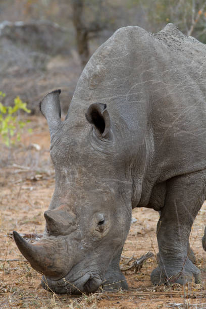 istock rhino walking free in savannah 694415786