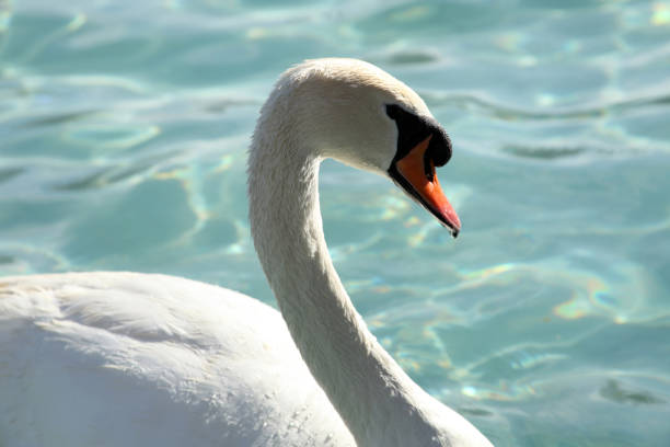лебеди плавание - water surface standing water swan mute swan стоковые фото и изображения