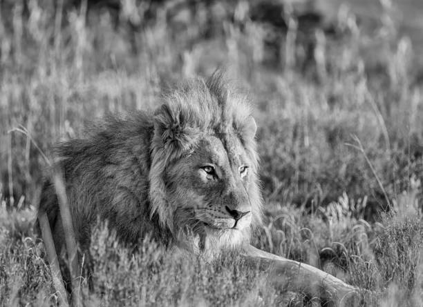 istock Male Lion At Sunrise 694421780