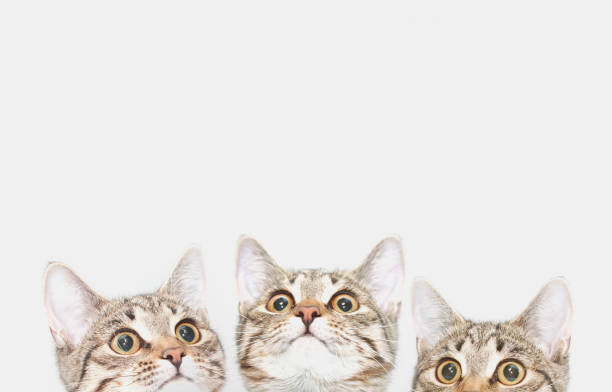 istock Three cute kittens are waiting to be fed. Cat faces looking up 694422544
