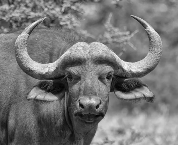 istock Young African Buffalo Portrait 694422596
