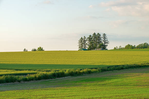 istock Landscape of the field 694429276