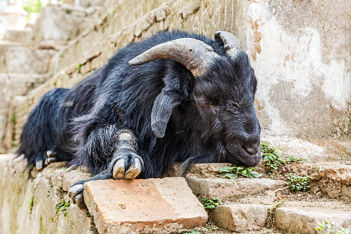 Black holy goat take a rest in Kathmandu streets