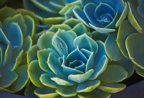 Sempervivum or houseleeks background pattern beautiful color fresh stock photo