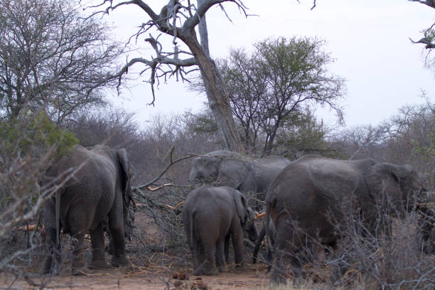 elefantes en la selva del parque nacional kruger - south africa addo animal elephant fotografías e imágenes de stock