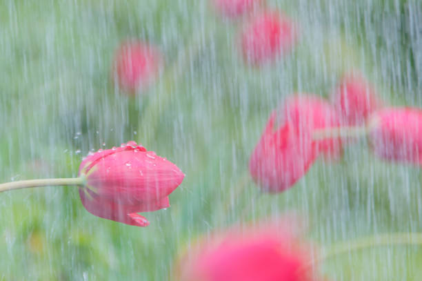 istock in the rain red Tulip closeup 694433966