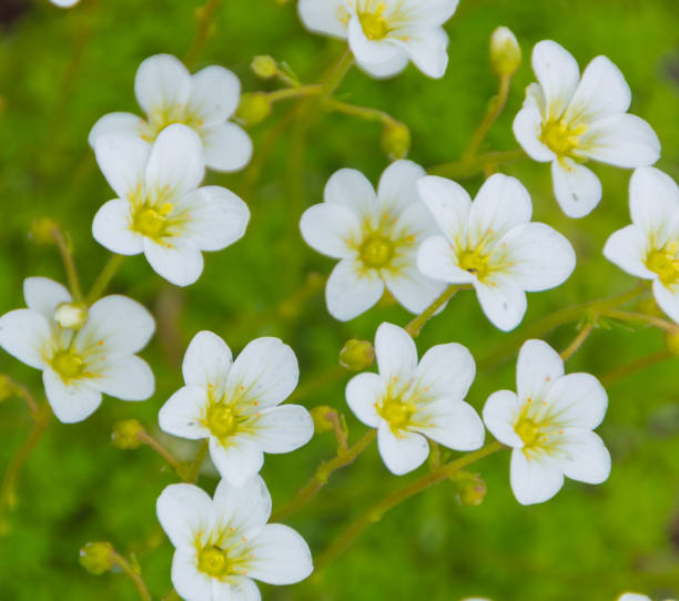 istock white flowers on a green meadow, close up 694434364