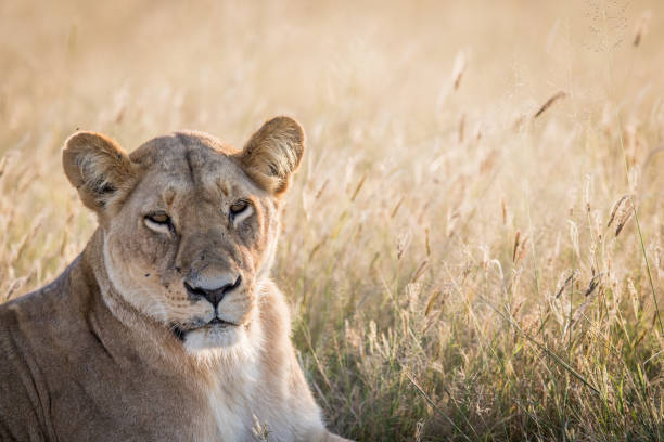 istock Female Lion starring at the camera. 694434702