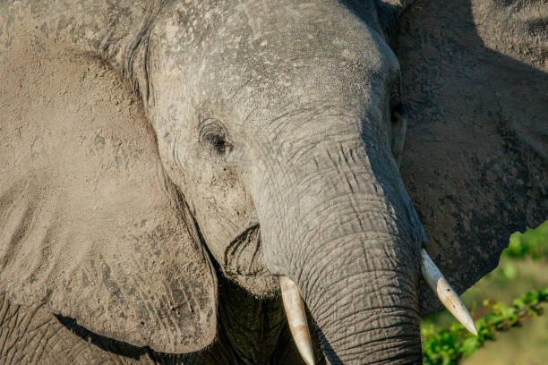 istock Close up of an Elephant in Chobe. 694434714