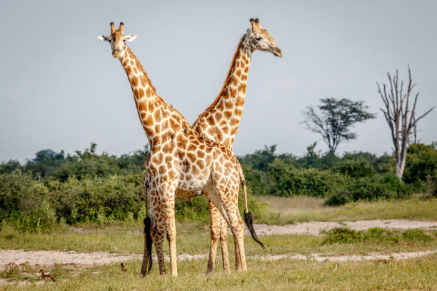 istock Two Giraffes standing in the grass. 694434744