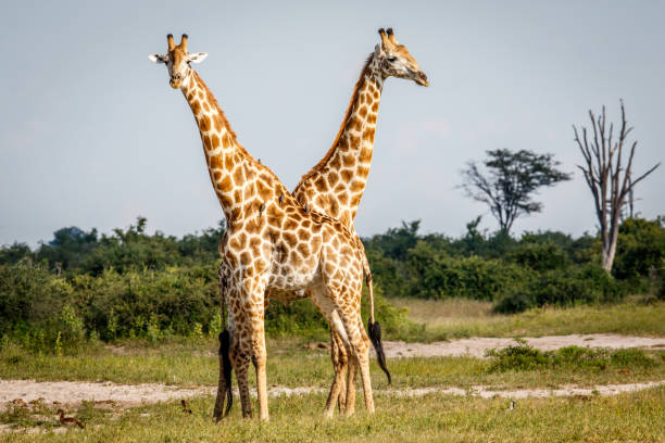 istock Two Giraffes standing in the grass. 694434754