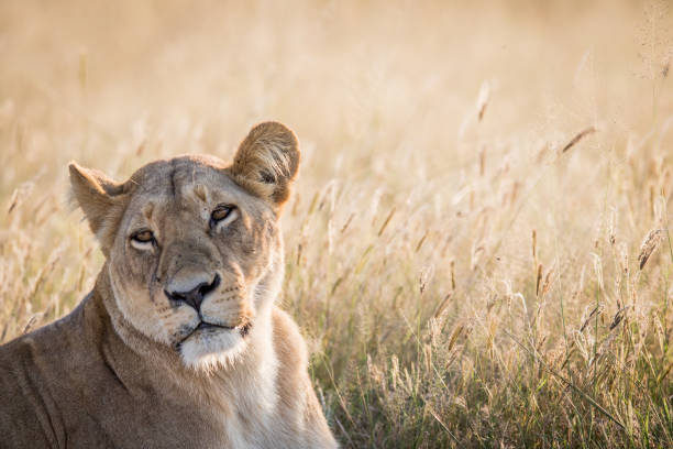 istock Female Lion looking back in Chobe. 694434766