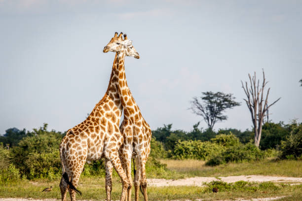 istock Two Giraffes standing in the grass. 694434790