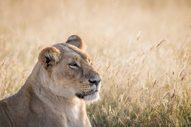 istock Side profile of a Lion in Chobe. 694434808