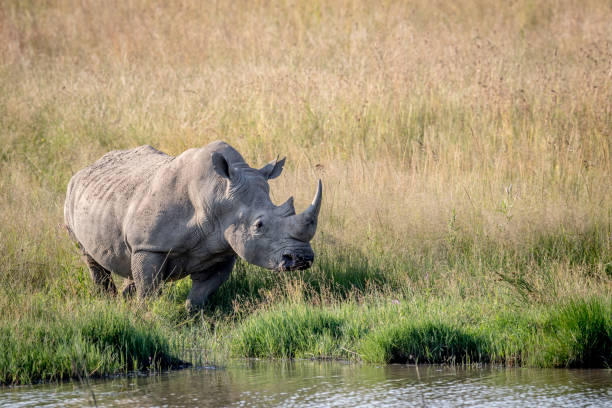 istock White rhino bull standing by the water. 694434838