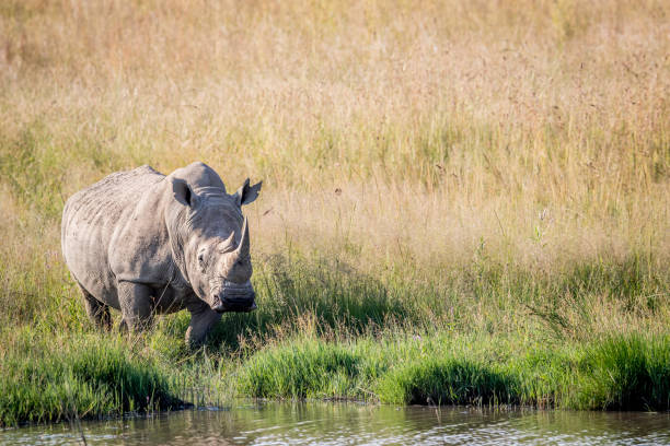 istock White rhino bull standing by the water. 694434870