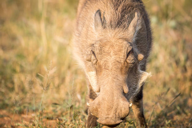 istock Close up of an eating Warthog. 694434886