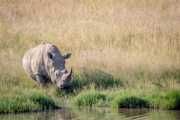 istock White rhino bull standing by the water. 694434888