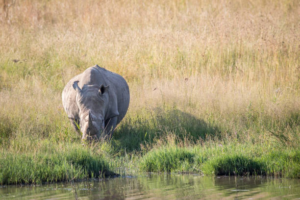istock White rhino bull standing by the water. 694434910