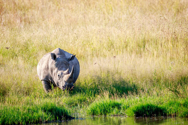 istock White rhino bull standing by the water. 694434914