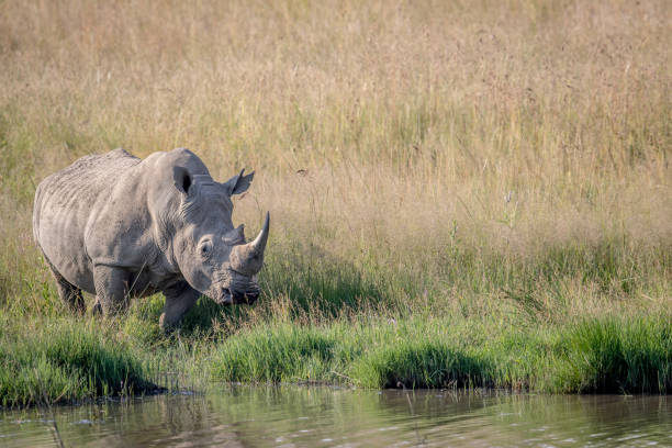 istock White rhino bull standing by the water. 694434918