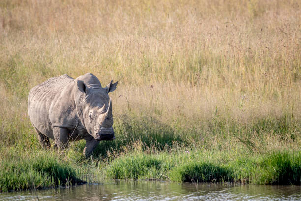 istock White rhino bull standing by the water. 694434950