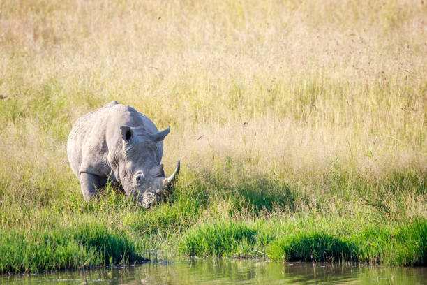 istock White rhino bull standing by the water. 694434962