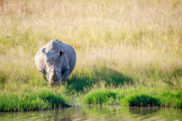 istock White rhino bull standing by the water. 694435004