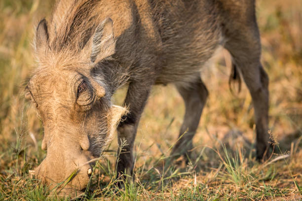 istock Close up of an eating Warthog. 694435018