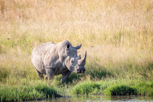 istock White rhino bull standing by the water. 694435024