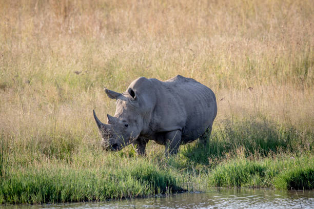 istock White rhino bull standing by the water. 694435058