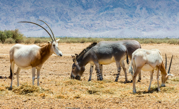 istock Rare animals in nature reserve park, Middle East 694443902