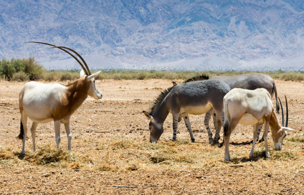 istock Rare animals in nature reserve park, Middle East 694443964