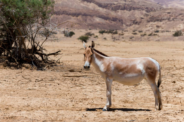 istock Onager is a brown Asian wild donkey (Equus hemionus) 694447422