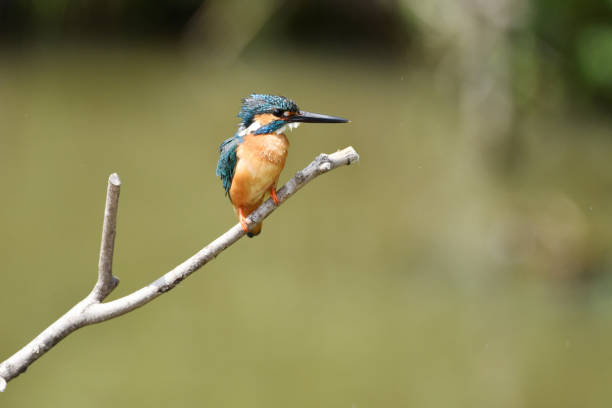 istock Kingfisher of the perch 694450188