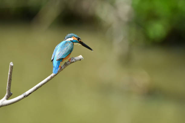istock Kingfisher of the perch 694450212