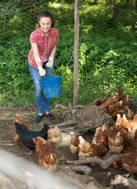 istock Female farm worker giving feeding stuff to chickens 694451056